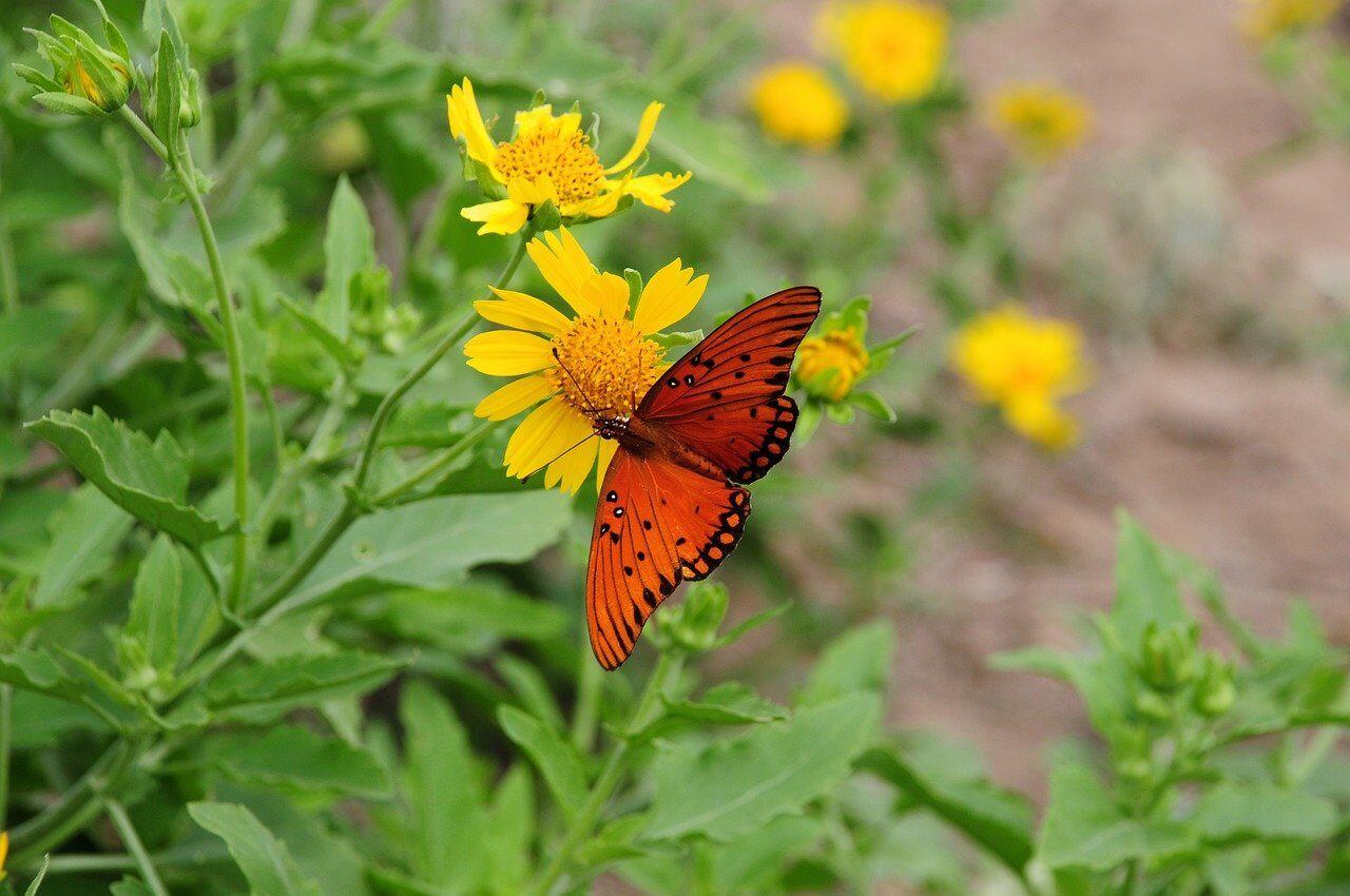 butterfly, nature, insect, flower, pollination, yellow, wings, garden, natural, flight, ornate, wildlife, green, sharp, macro, beautiful, summer, visible, vibrant