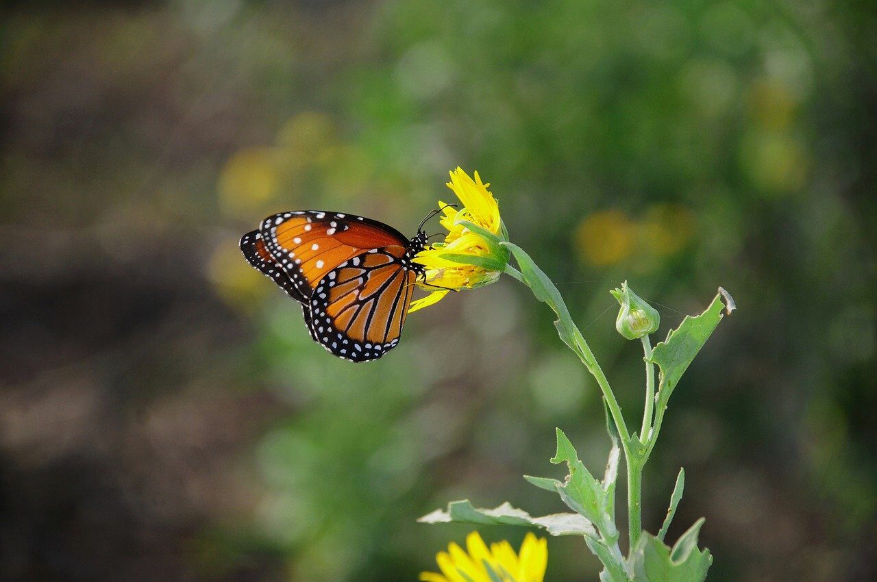 butterfly, nature, insect, wings, pollination, flower, yellow, monarch, summer, colorful, macro, beautiful flowers, close-up, garden, natural, flower background, green, flower wallpaper, beauty, photography, monarch butterfly, environment